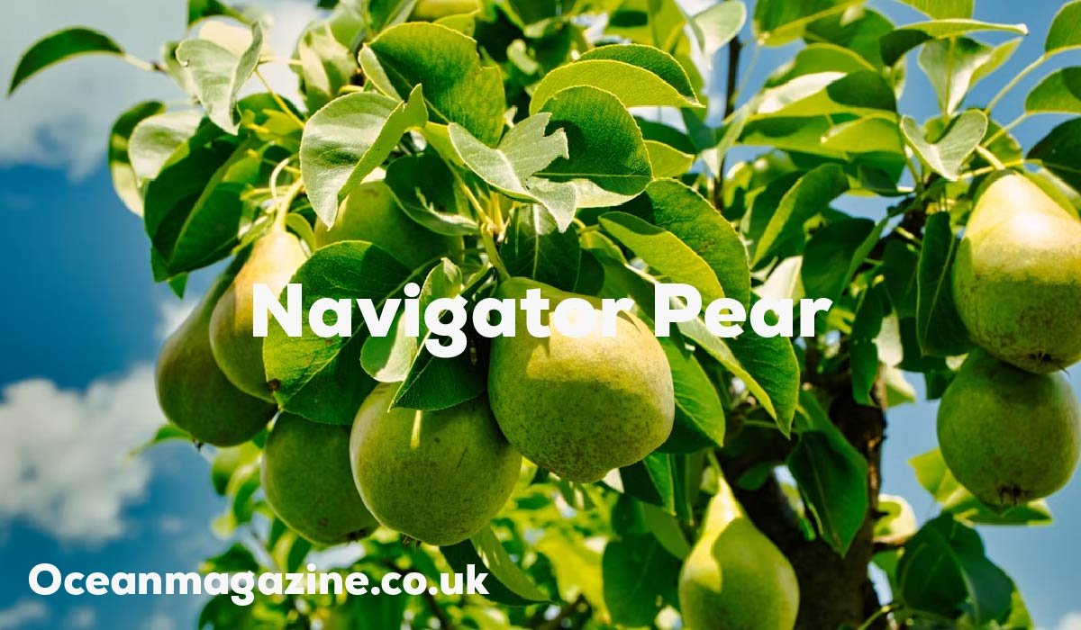Navigator Pear