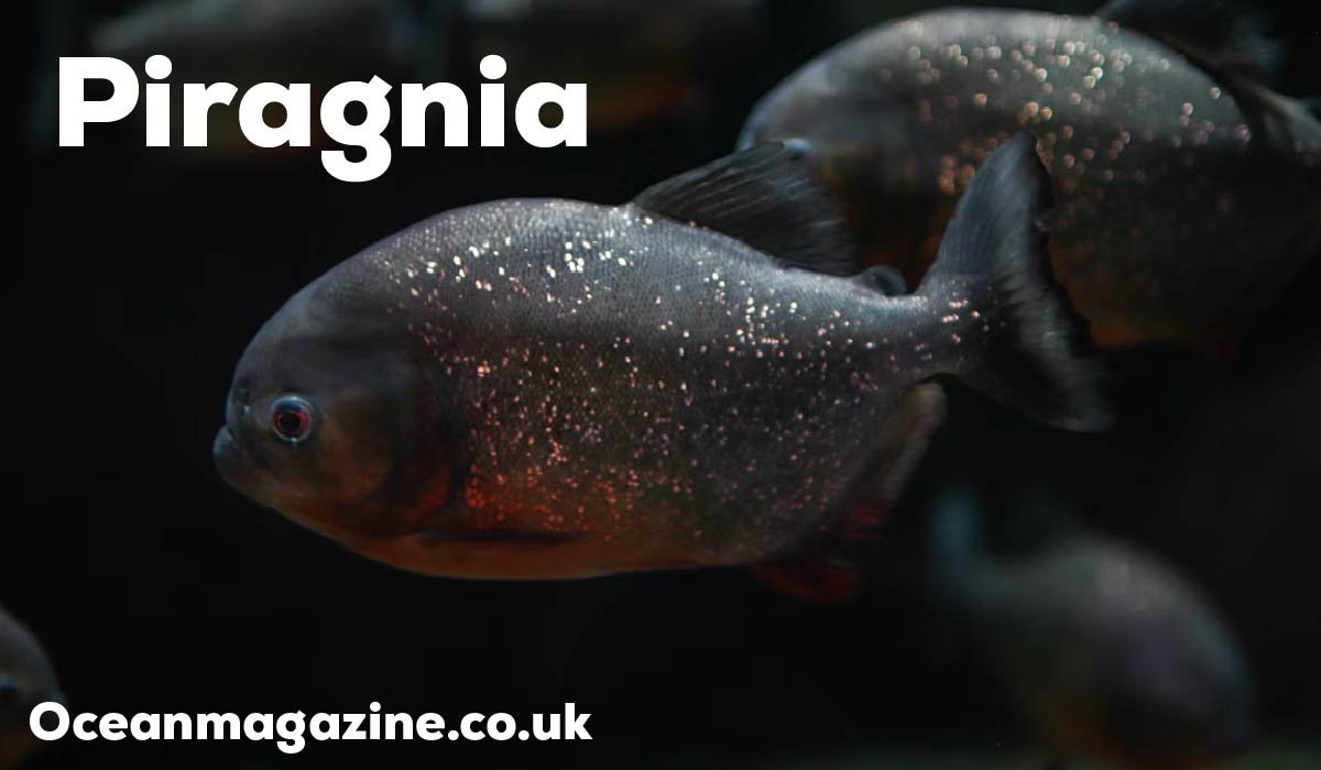 Piragnia