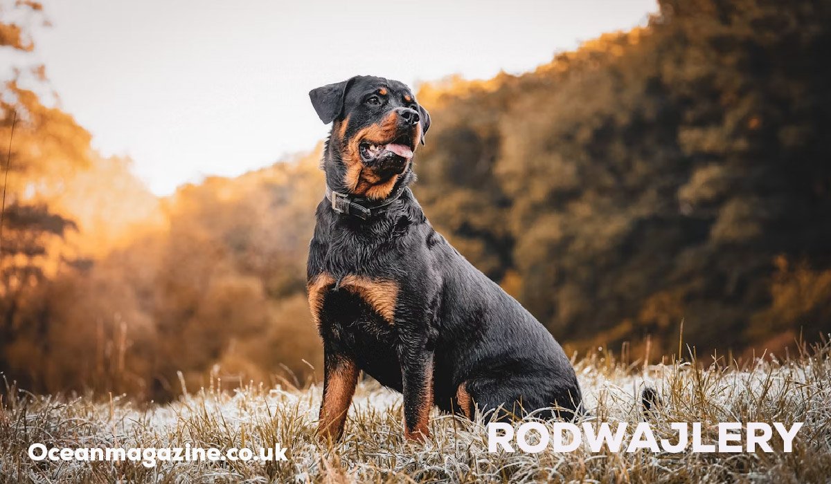Rodwajlery